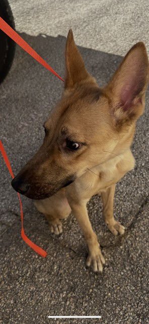 RANGER - Belgian Shepherd Malinois available for adoption