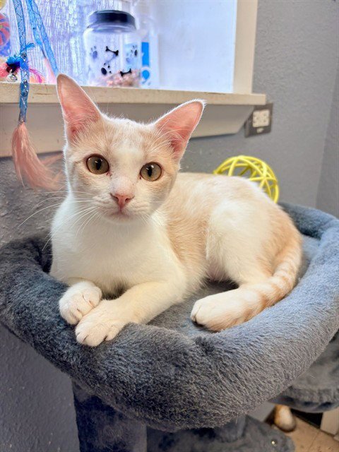 LEMONDROP - Domestic Short Hair available for adoption
