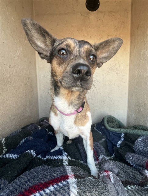 TOSTADA - Rat Terrier available for adoption