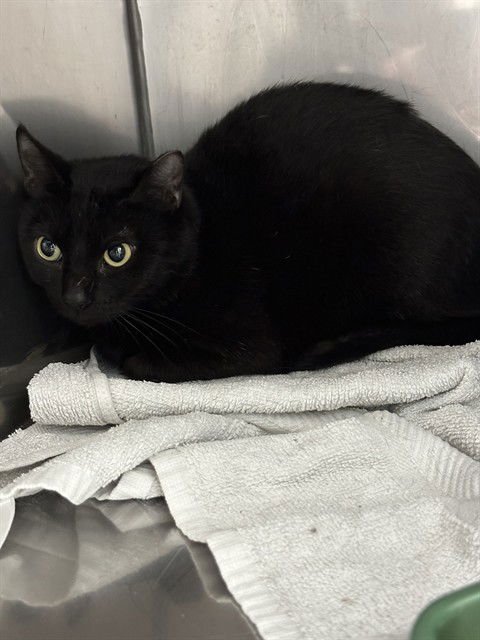 PURRITO - Domestic Short Hair available for adoption