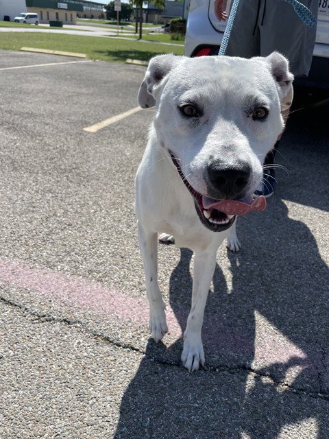 WALDO - Pit Bull Terrier available for adoption