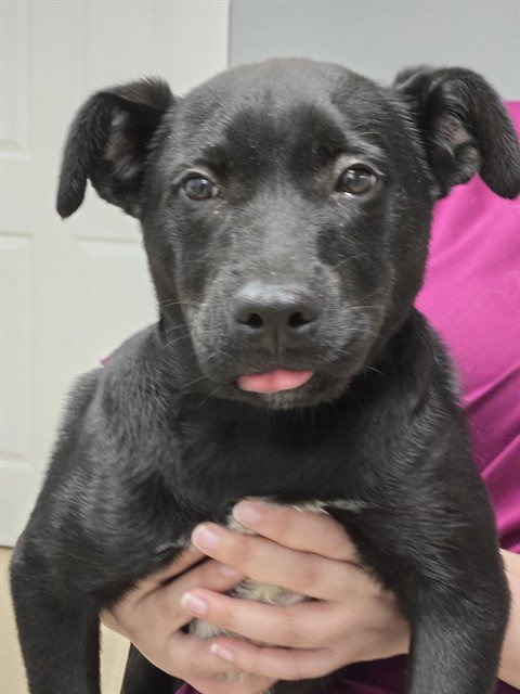 COLT - Labrador Retriever available for adoption