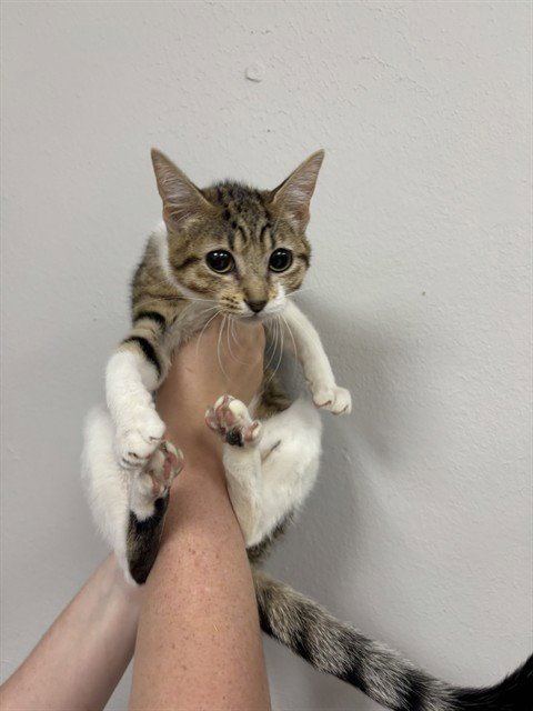 MS. BUG EYES - Domestic Short Hair available for adoption