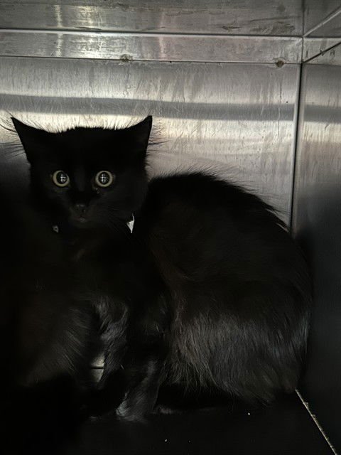 UNKNOWN - Domestic Medium Hair available for adoption