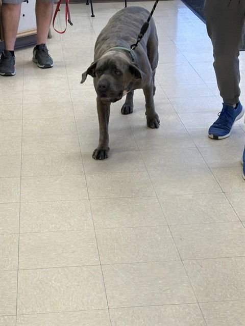 CANDY - Mastiff available for adoption