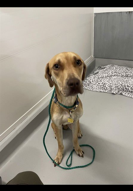 SPARK - Rhodesian Ridgeback available for adoption