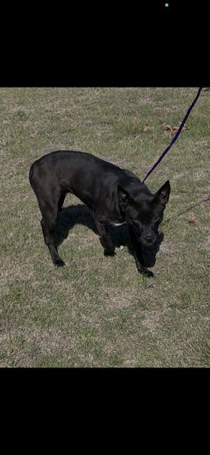 TULIP - Labrador Retriever available for adoption