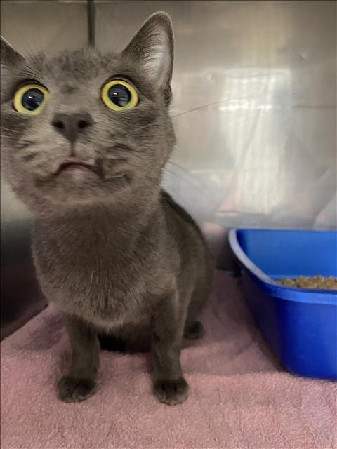 CELESTE - Domestic Short Hair available for adoption