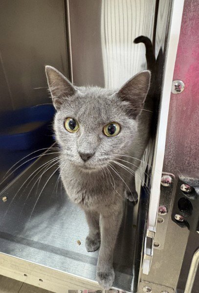 TWINKLES - Domestic Short Hair for adoption in Killeen