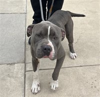 BRUTUS - Photo 1