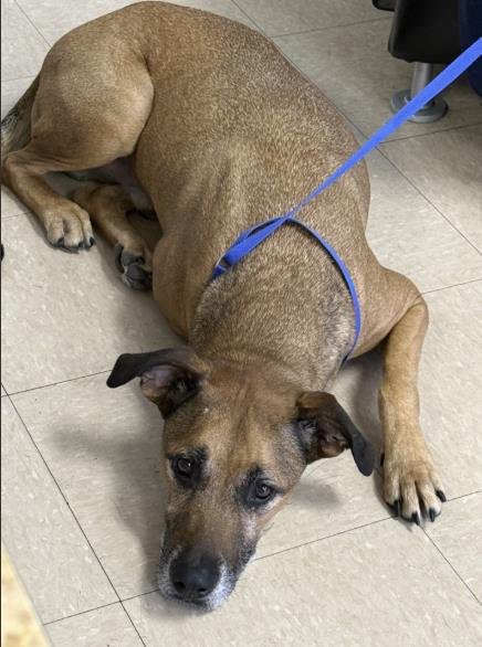 ROCKY - German Shepherd Dog available for adoption
