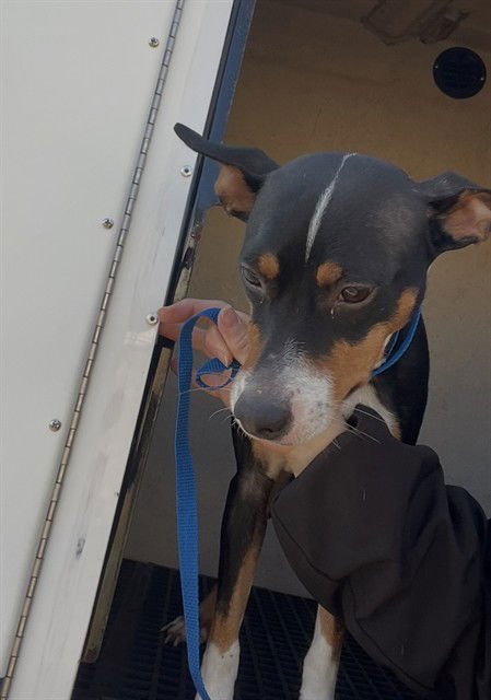 CARLOS - Miniature Pinscher available for adoption