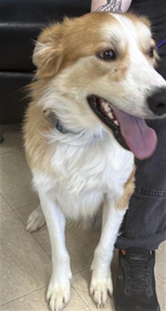 SIMBA - Border Collie available for adoption