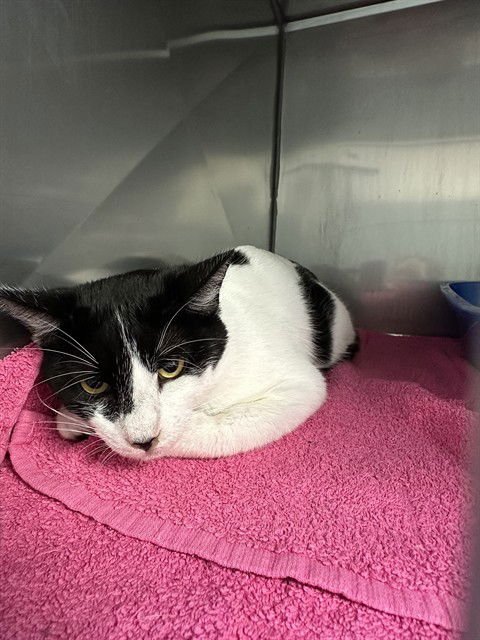 BATMAN - Domestic Medium Hair available for adoption