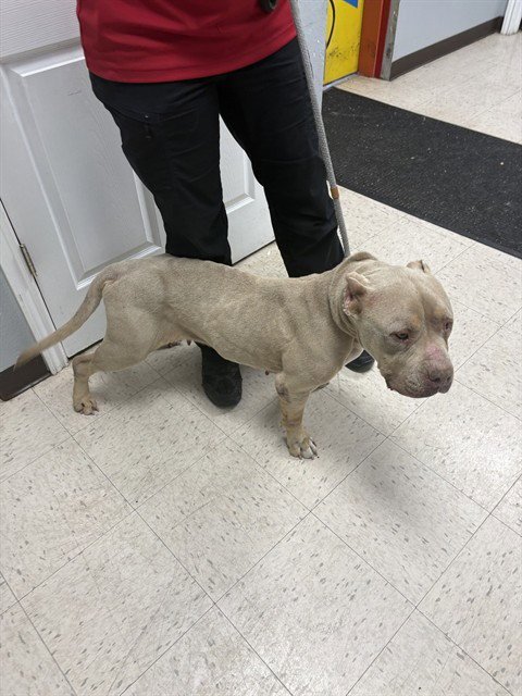 HOPE - Pit Bull Terrier available for adoption