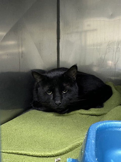 UNKNOWN - Domestic Short Hair available for adoption