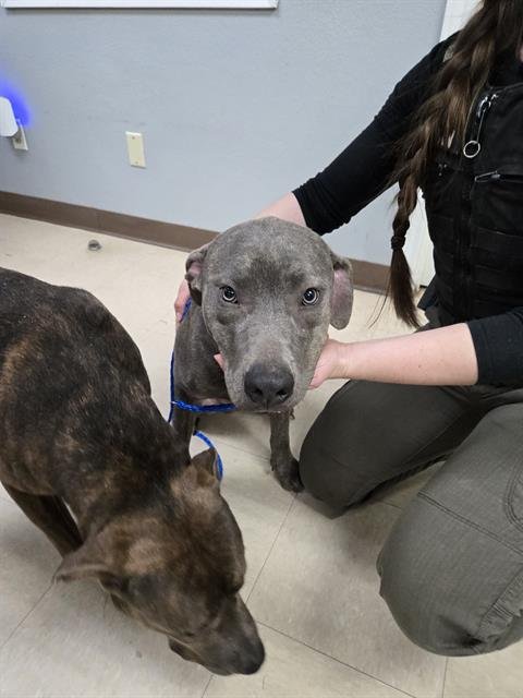 TUCKER - Pit Bull Terrier / Plott Hound available for adoption