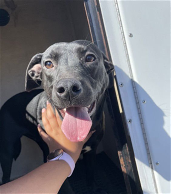 MARIONETTE - Labrador Retriever available for adoption