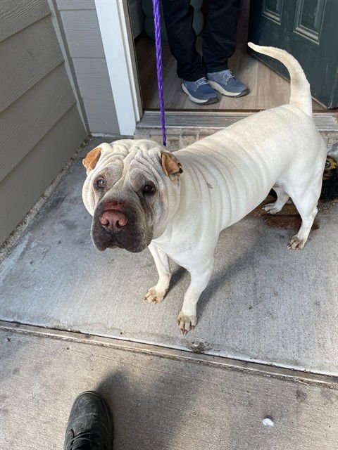 GRAHAM - Chinese Shar-Pei available for adoption