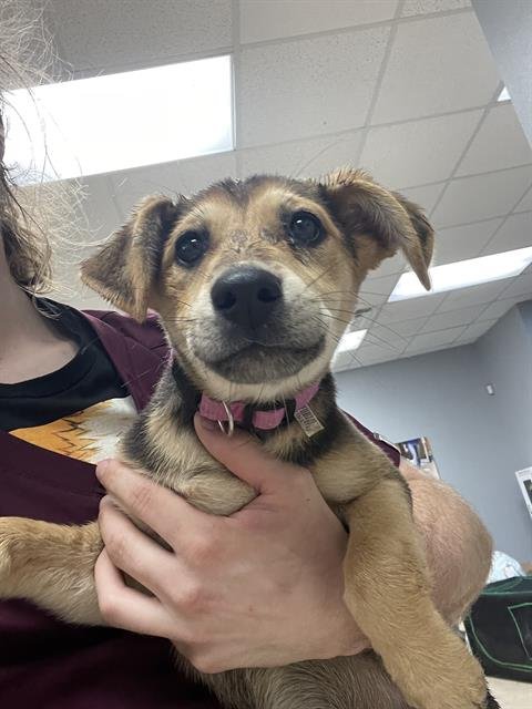 LOLA - Black Mouth Cur available for adoption