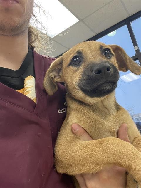 HOLLY - Black Mouth Cur available for adoption