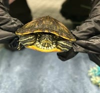 TURTLE 3 - Photo 1