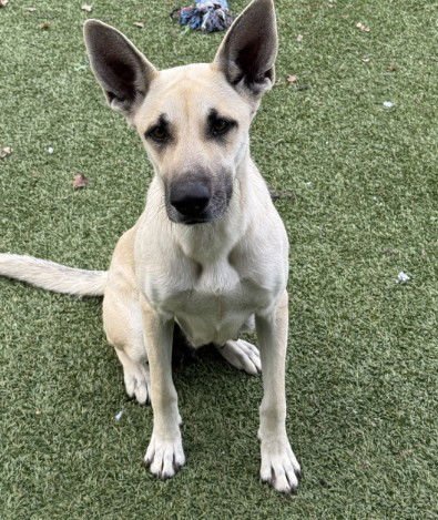 TOASTY - German Shepherd Dog available for adoption