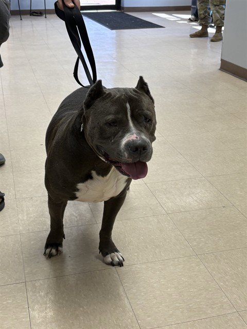 SLINKY - Pit Bull Terrier available for adoption