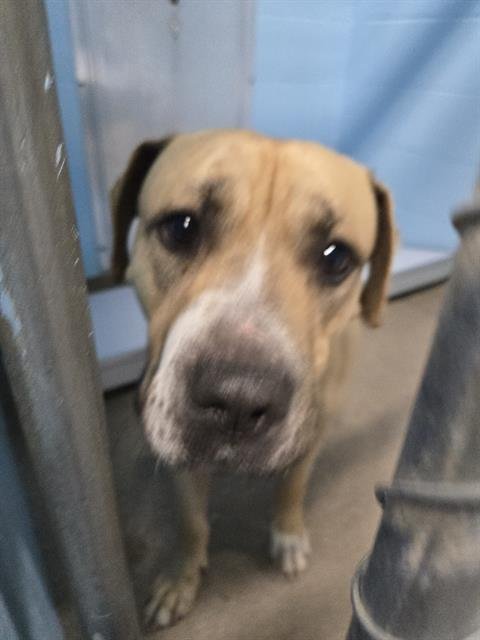 PINTO - Pit Bull Terrier available for adoption