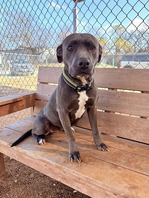 FREYA - Pit Bull Terrier available for adoption