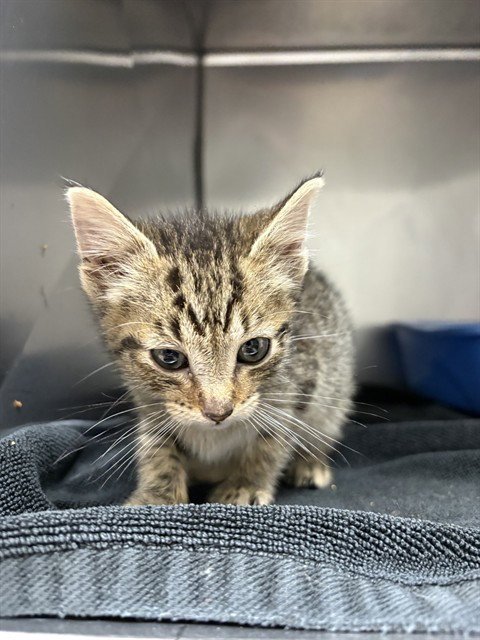 ROSITA - Domestic Short Hair available for adoption