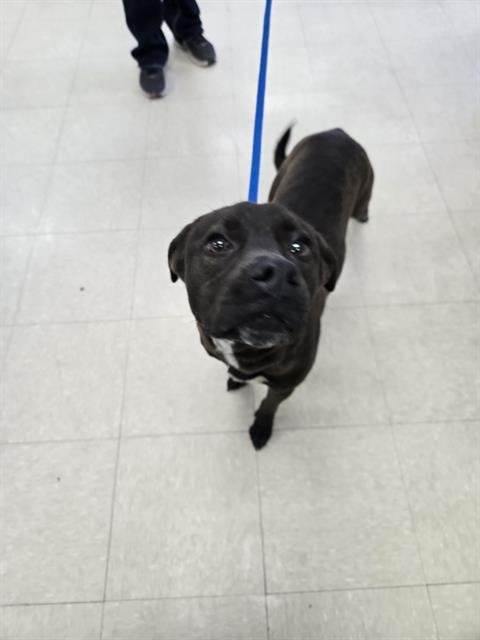 KATYA - Labrador Retriever available for adoption