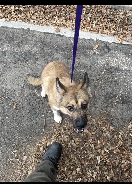 FREYA - German Shepherd Dog available for adoption