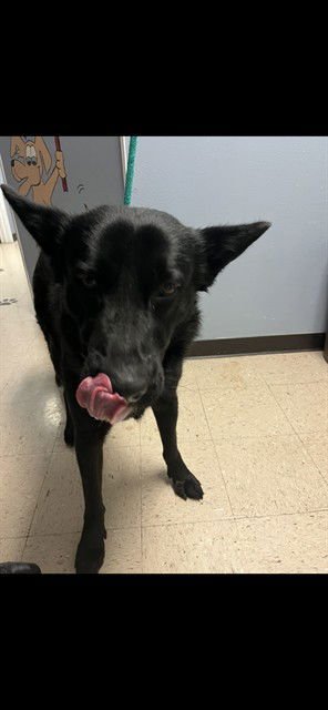 BRUMAL - Dutch Shepherd available for adoption