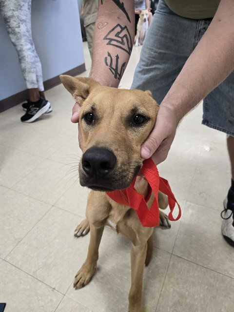 WIGGLE - Labrador Retriever available for adoption