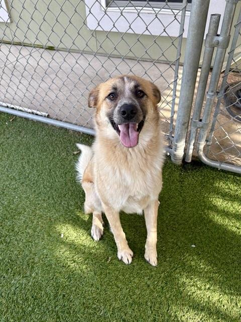 CANELA - Border Collie available for adoption