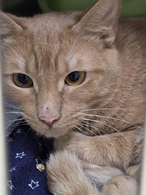 ANDROID - Domestic Short Hair available for adoption