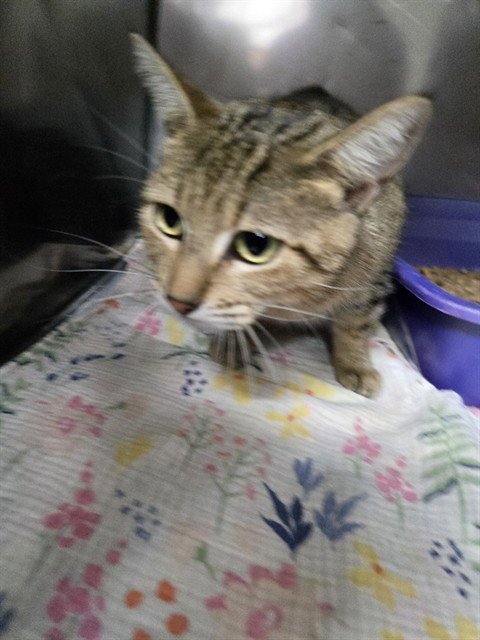 SOUP MASTER - Domestic Short Hair available for adoption