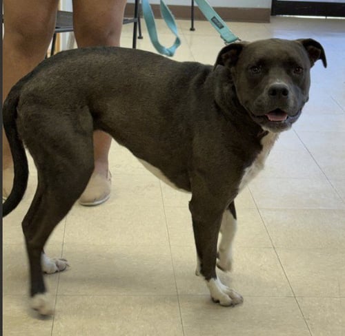 STELLA - Pit Bull Terrier available for adoption