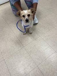 FRANKIE - Photo 1
