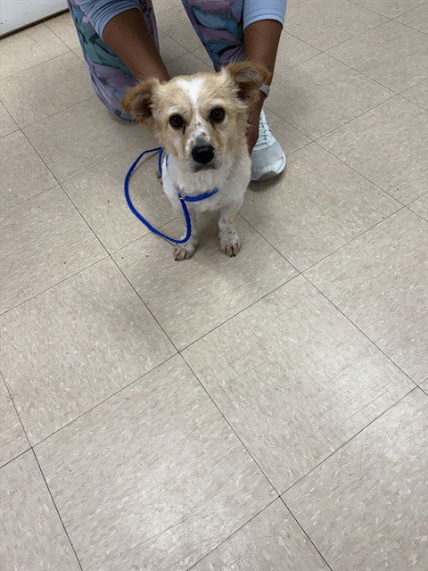 FRANKIE - Jack Russell Terrier (Parson Russell Terrier) available for adoption