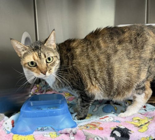 FIG - Domestic Short Hair for adoption in Killeen