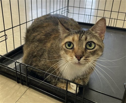 FIG - Domestic Short Hair available for adoption
