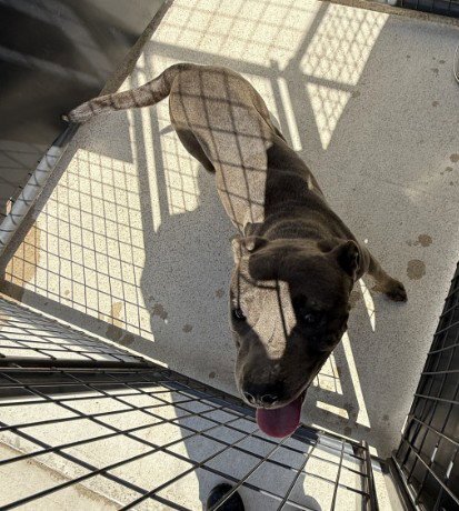 JAKE - Pit Bull Terrier available for adoption