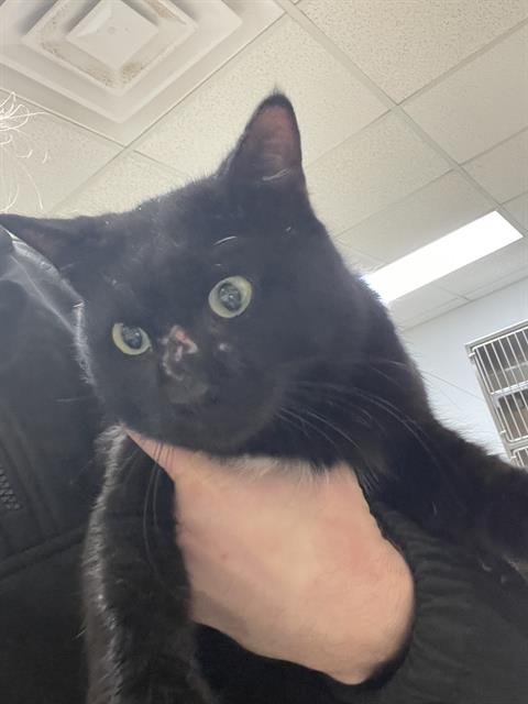 MAXIMUS - Domestic Short Hair available for adoption