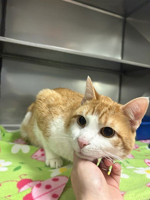 OLE' GREGG - Domestic Short Hair available for adoption