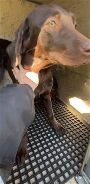 RANGER - Labrador Retriever available for adoption