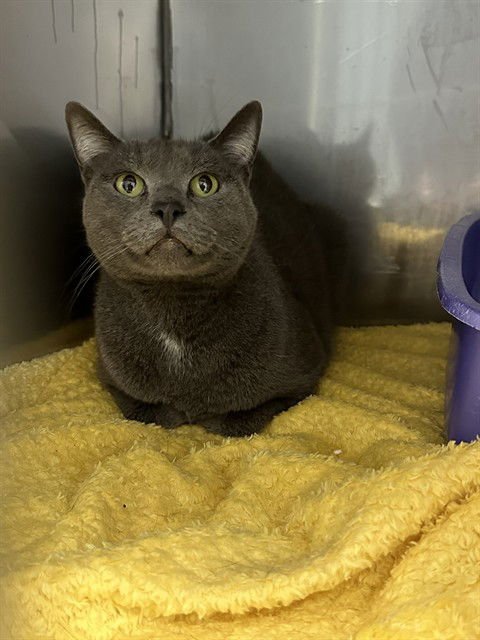 UNKNOWN - Domestic Short Hair available for adoption