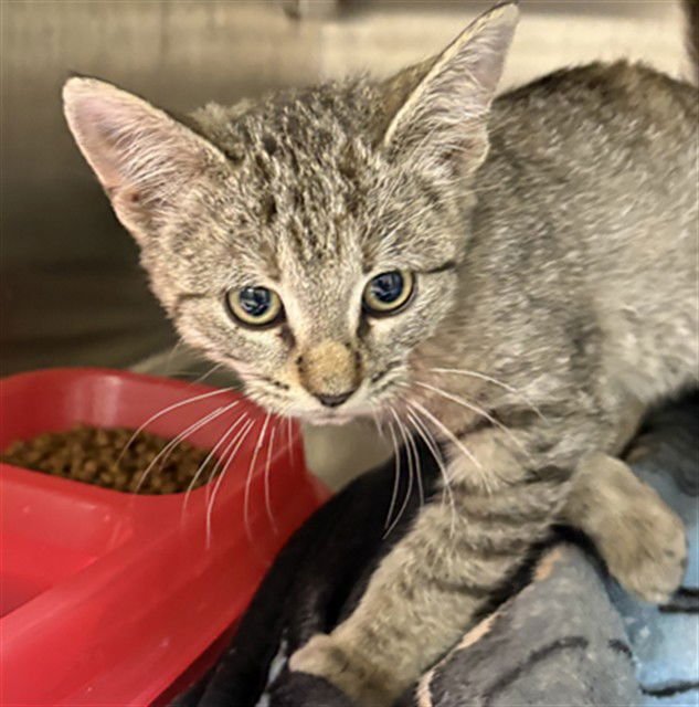 BEETLE - American Wirehair available for adoption