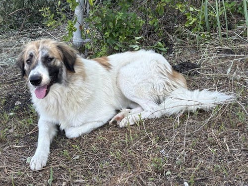 PRETZEL - Great Pyrenees available for adoption